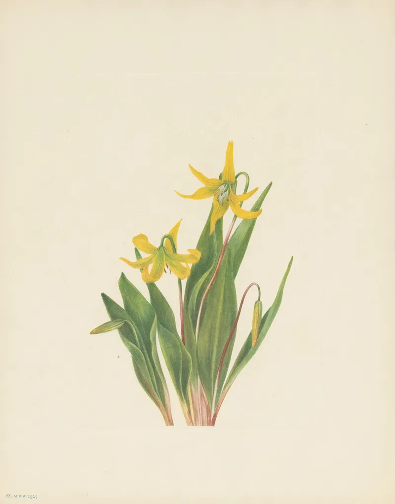 Glacierlily Erythronium Grandiflorum 3