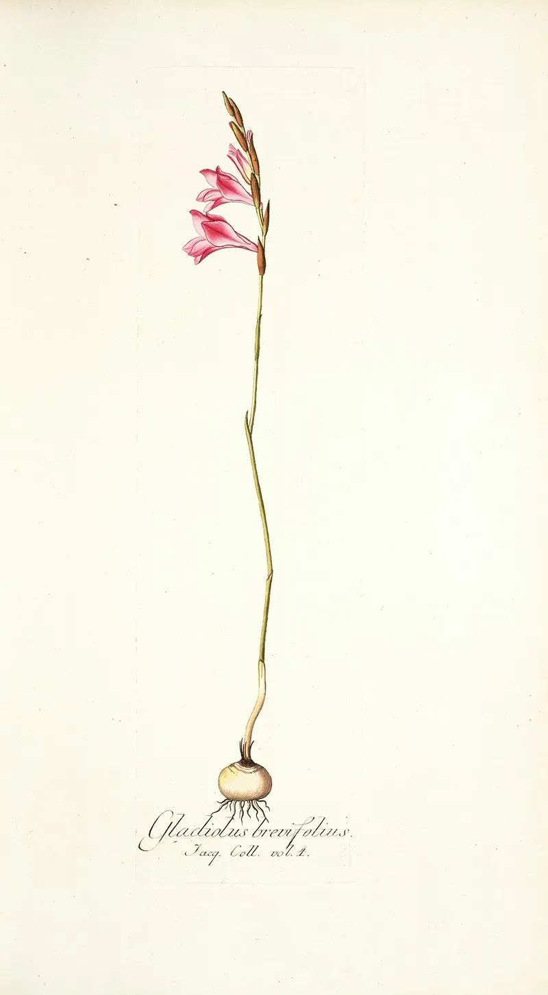 Gladiolus Brevifolius