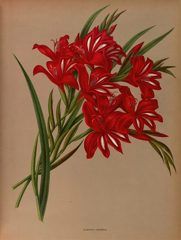 Gladiolus Cardinalis