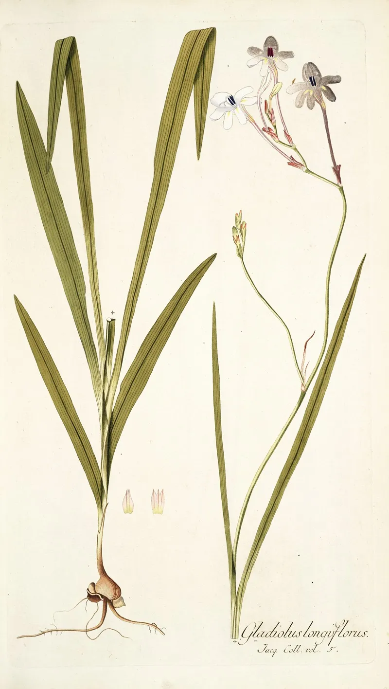 Gladiolus Longiflorus
