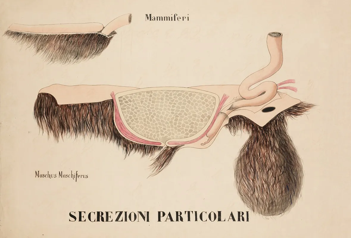 Glands Of The Siberian Musk Deer Moschus Moschiferus