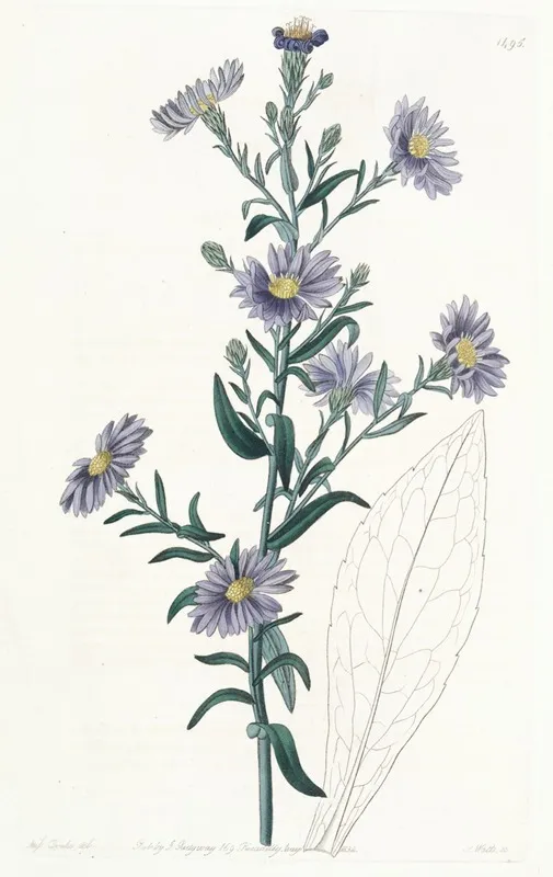 Glaucous Aster