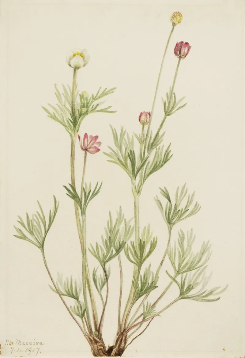 Globe Anemone Anemone Globosa 2