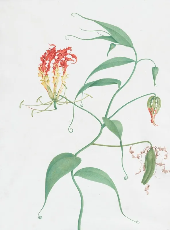 Gloriosa Superba Climbing Lily