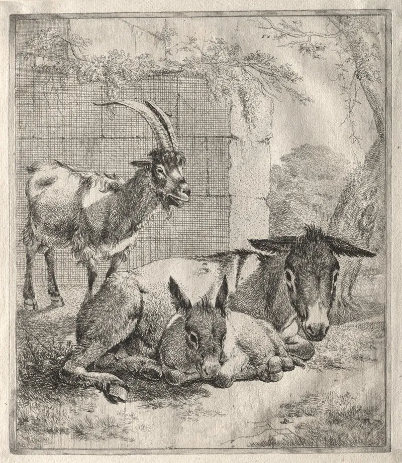 Goat And Donkeys