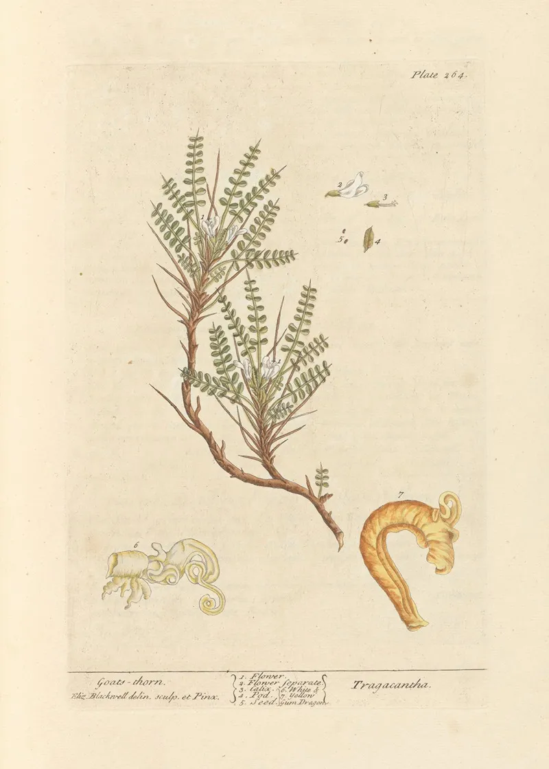 Goats Thorn