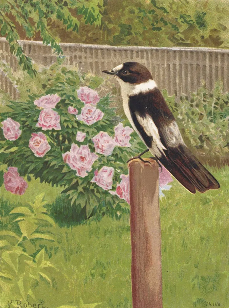 Gobe Mouches A Collier by Léo-Paul Robert - Canvas Print