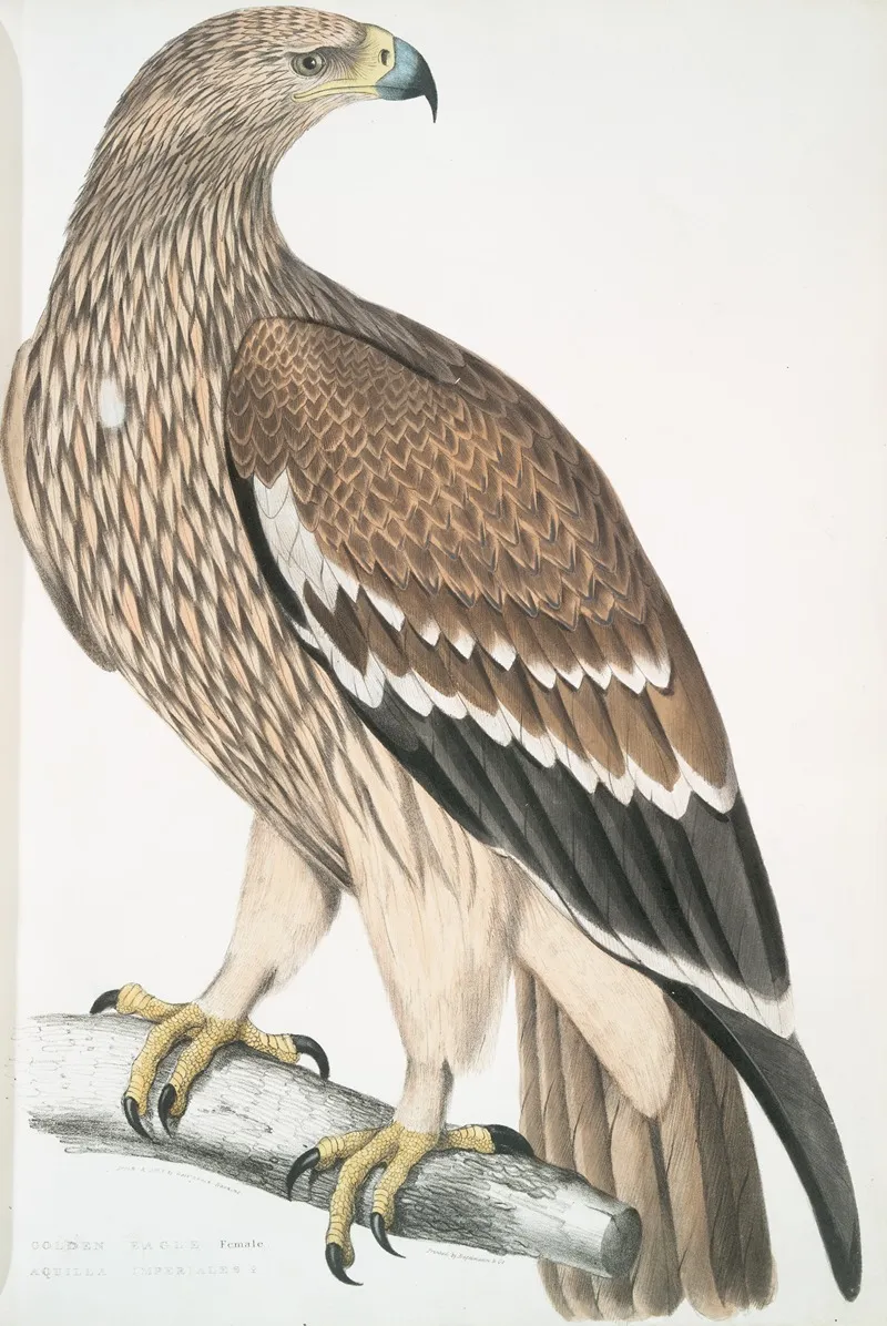 Golden Eagle Aquilla Imperialis Female