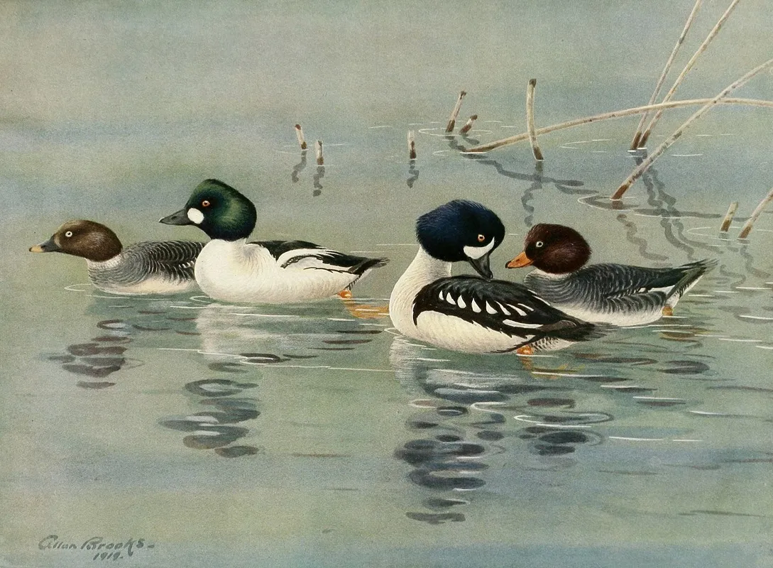 Golden Eye Barrows Golden Eye