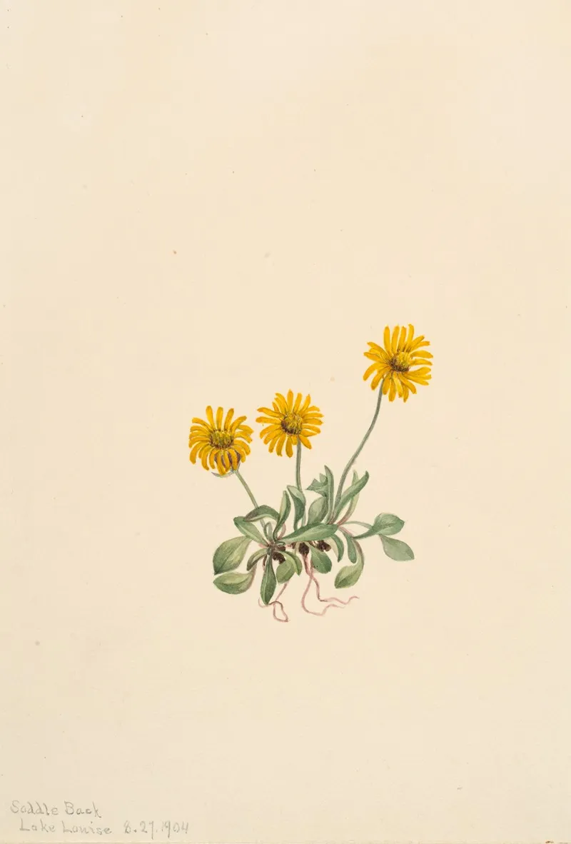 Golden Fleabane Erigeron Aureus 2
