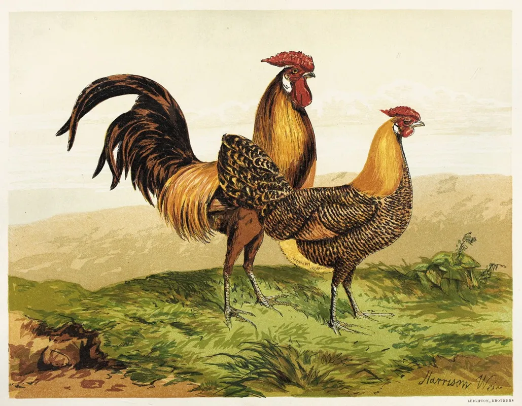 Golden Pencilled Hamburghs