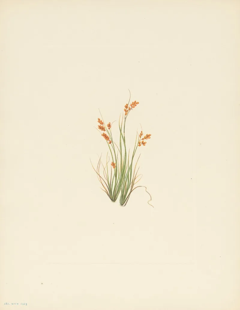 Golden Sedge Carex Aurea 3