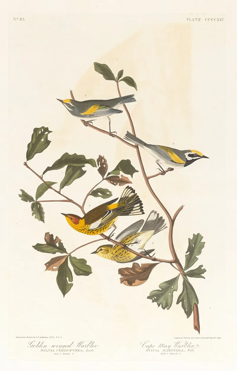 Golden Winged Warbler
