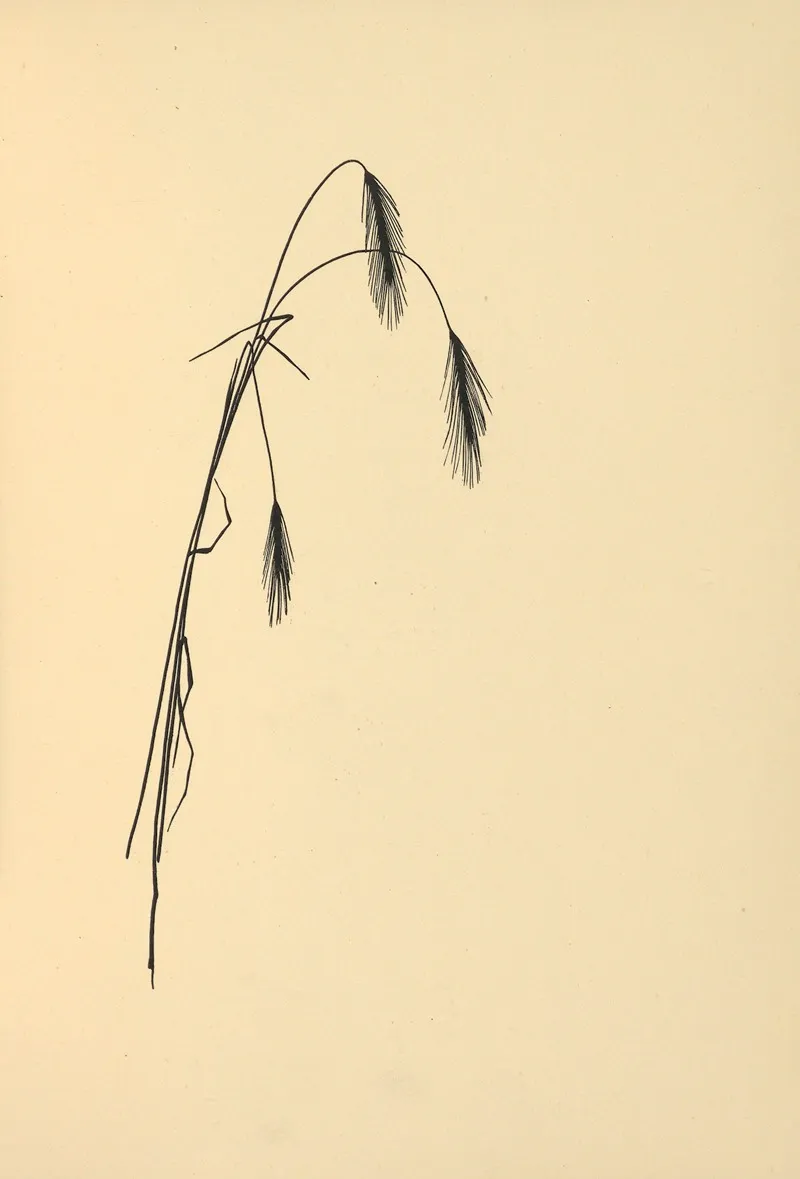 Goldene Ernte Pl 03