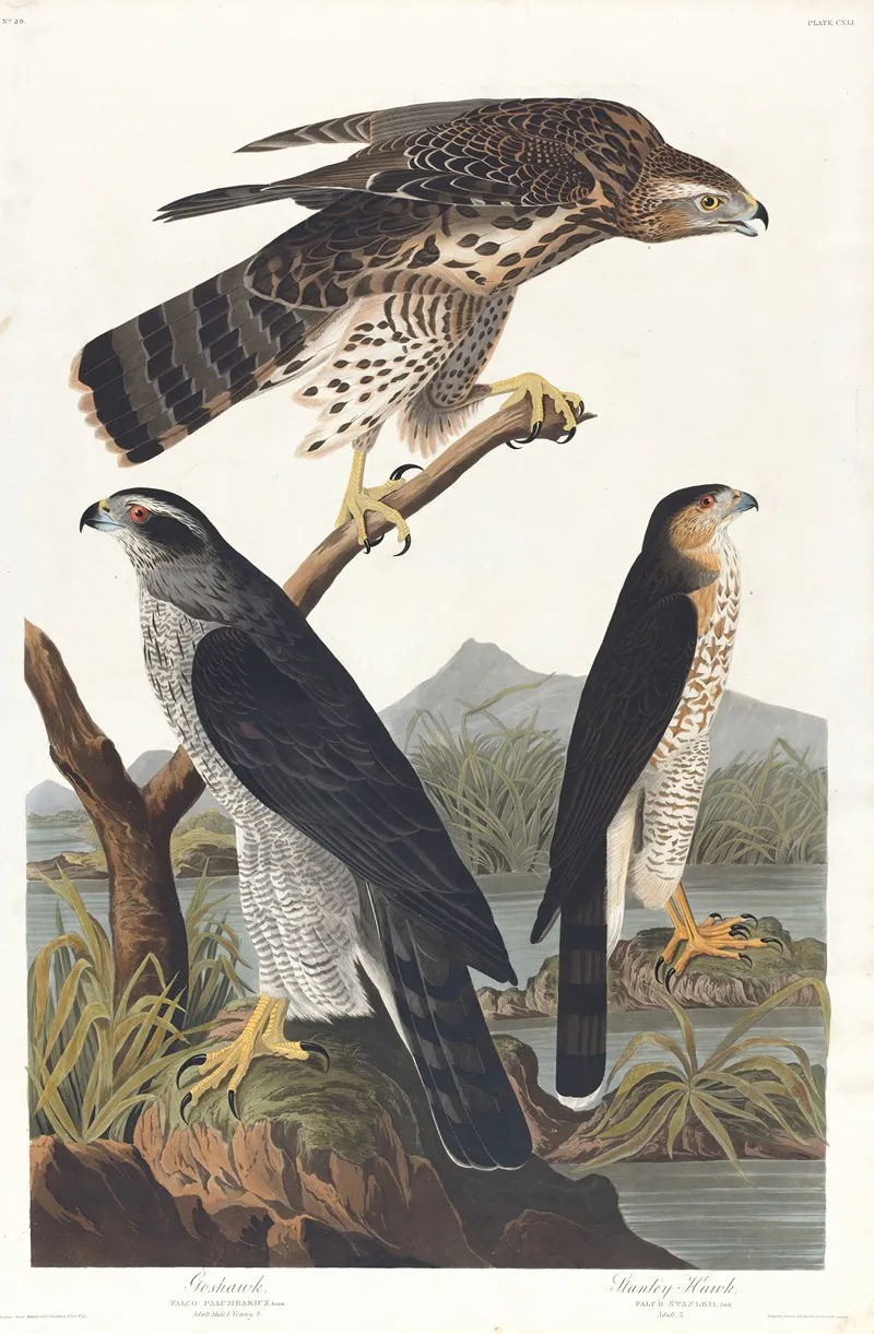Goshawk Stanley Hawk