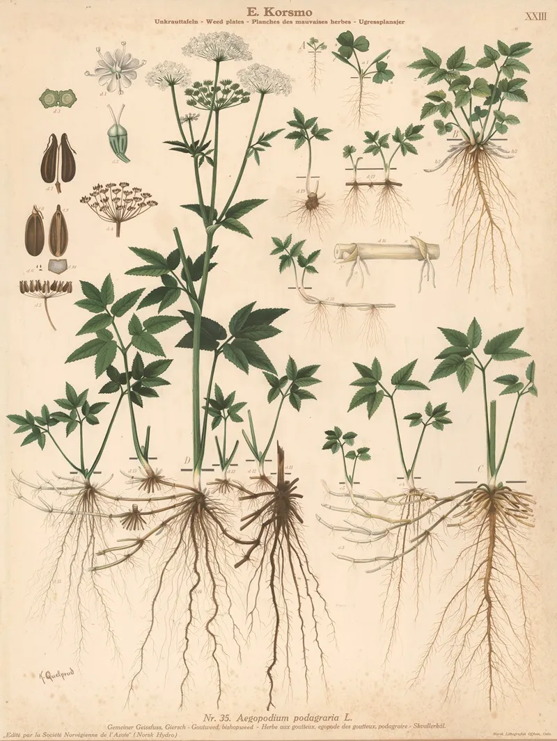 Goutweed Bishopweed