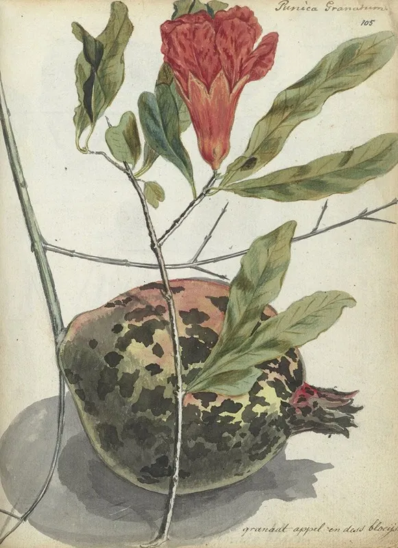 Granaatappel En Bloesem