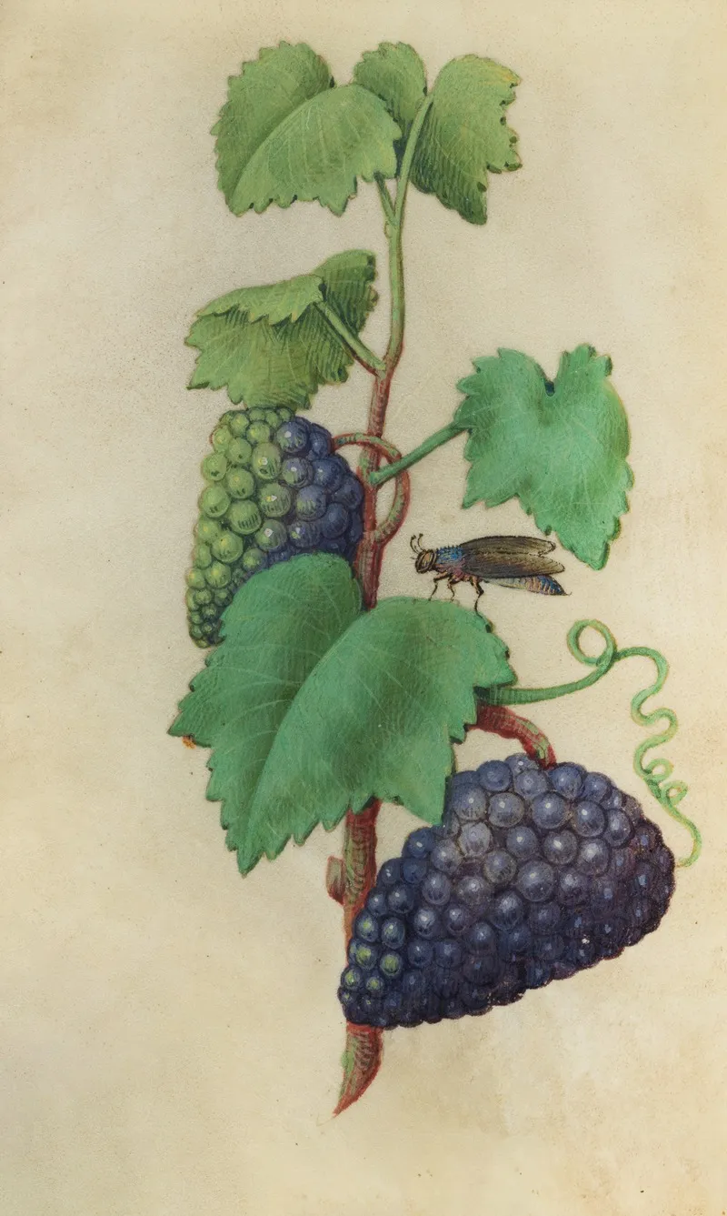 Grapevine Vitis Vinifera With A Fly