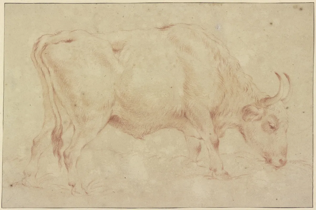 Grasender Stier Nach Rechts