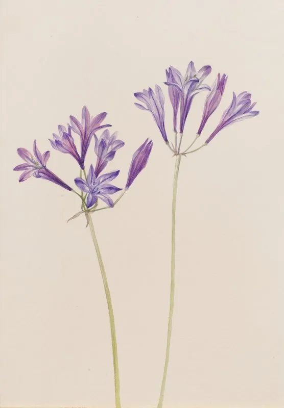 Grass Nut Brodiaea Laxa