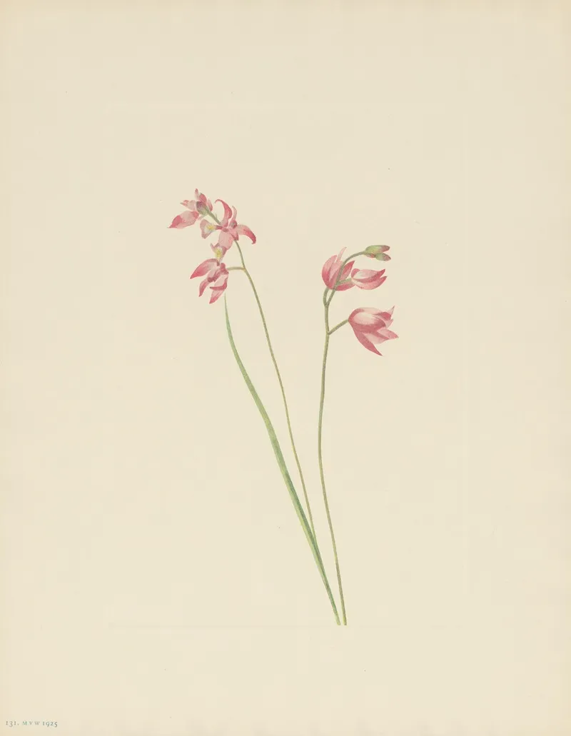 Grass Pink Orchid Limodorum Tuberosum 3