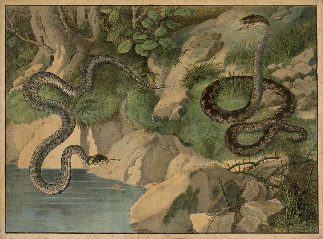 Grass Snake And Viper