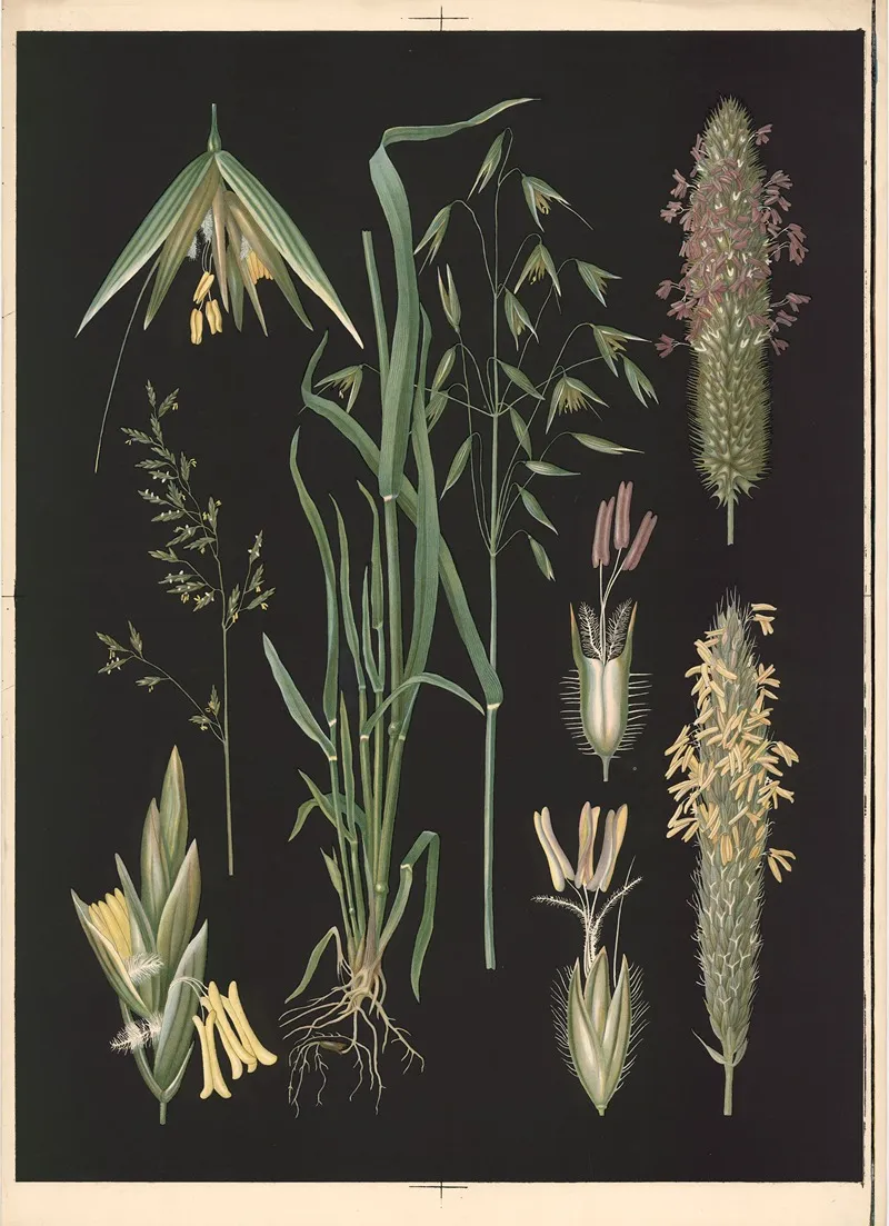 Grasses 2 by Ebba Masalin - Canvas Print