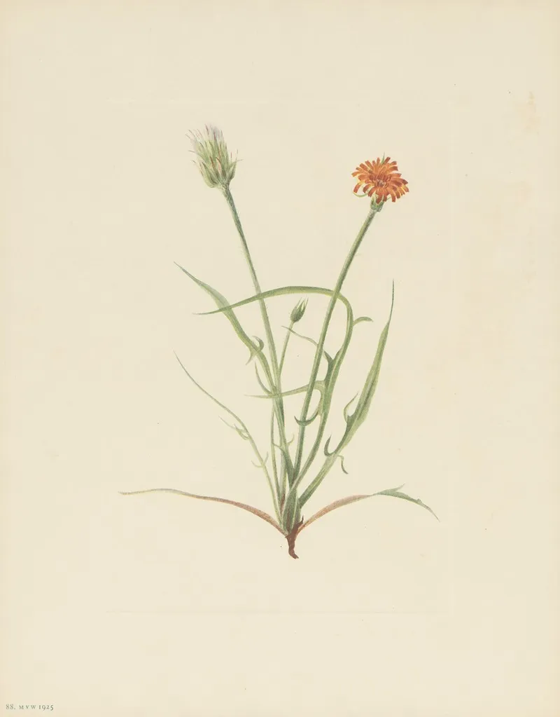 Grassleaf Agoseris Agoseris Graminifolia 2