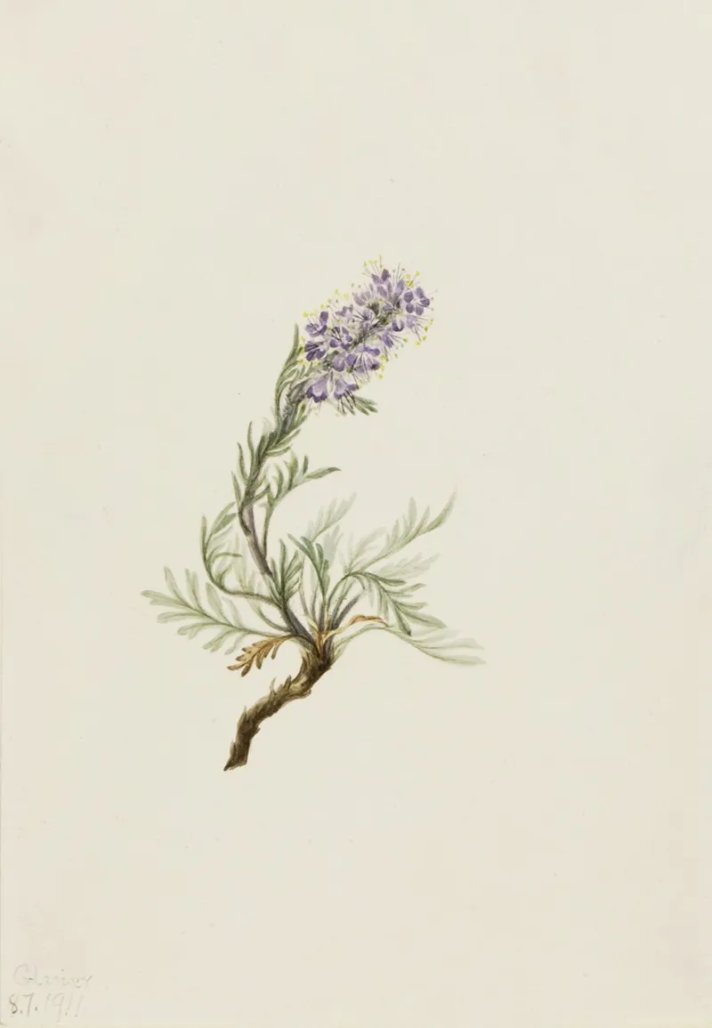 Gray Phacelia Phacelia Sericea 2