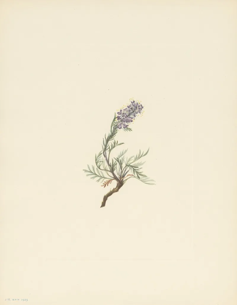 Gray Phacelia Phacelia Sericea 3
