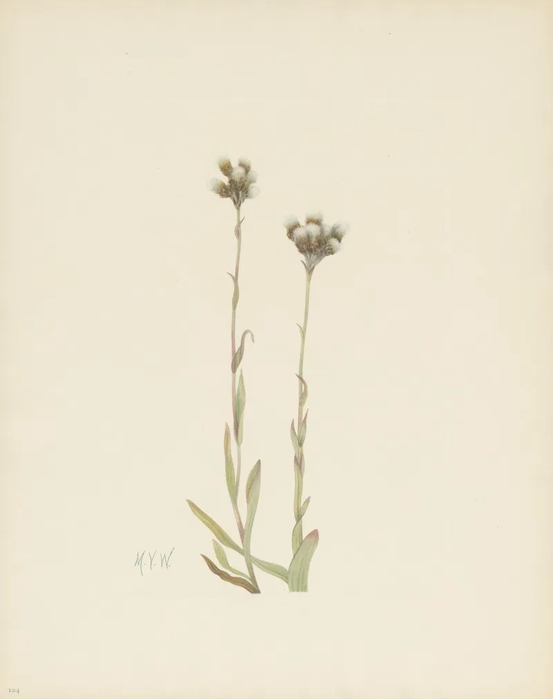 Gray Pussytoes Antennaria Howellii 2