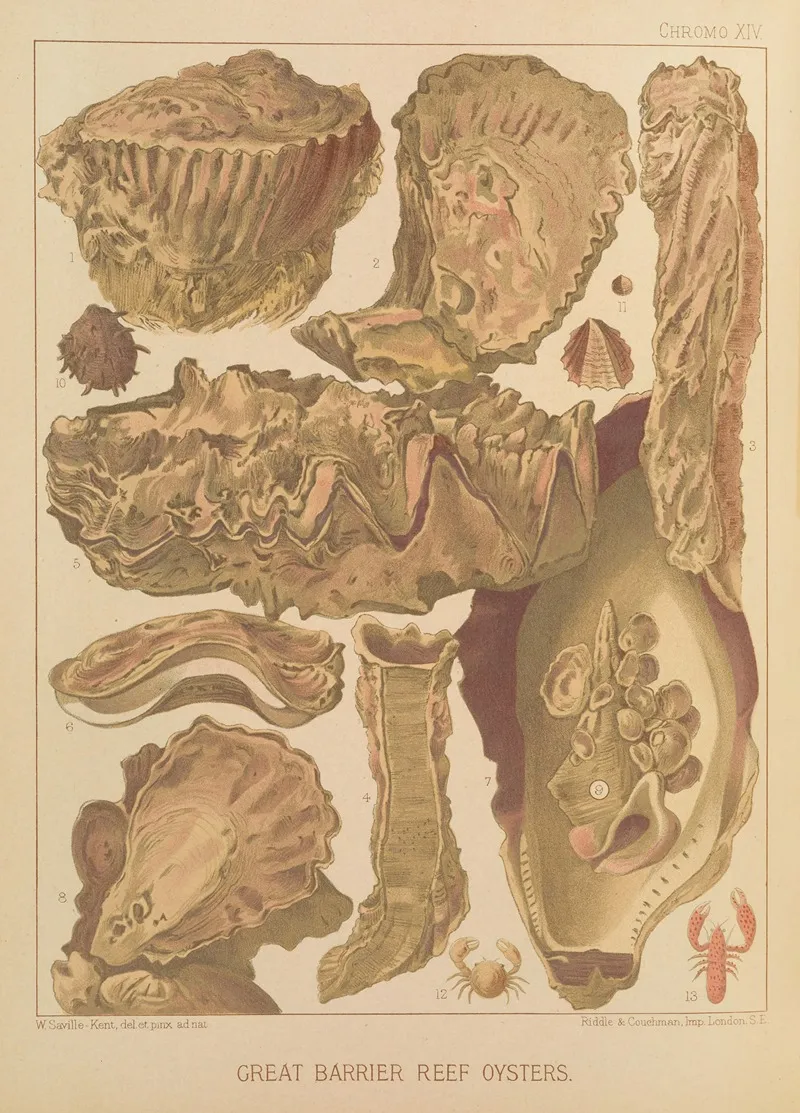 Great Barrier Reef Oysters