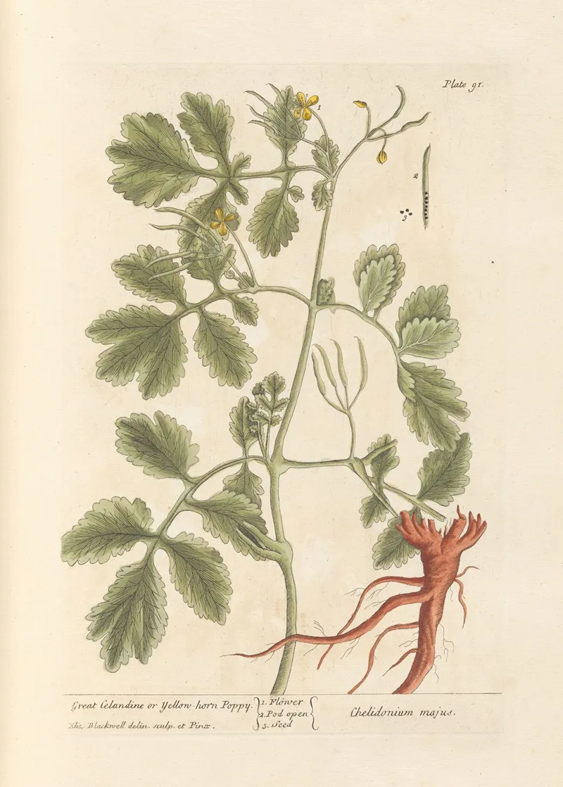 Great Celandine Or Yellow Horn Poppy