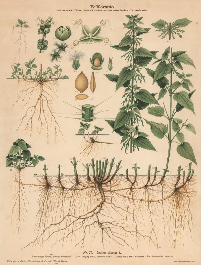 Great Stinging Nettle Common Nettle by Knut Quelprud - Canvas Print