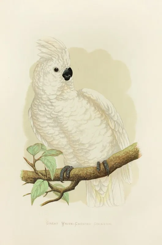 Great White Crested Cockatoo
