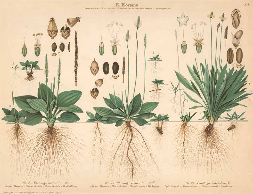 Greater Platain Hoary Platain