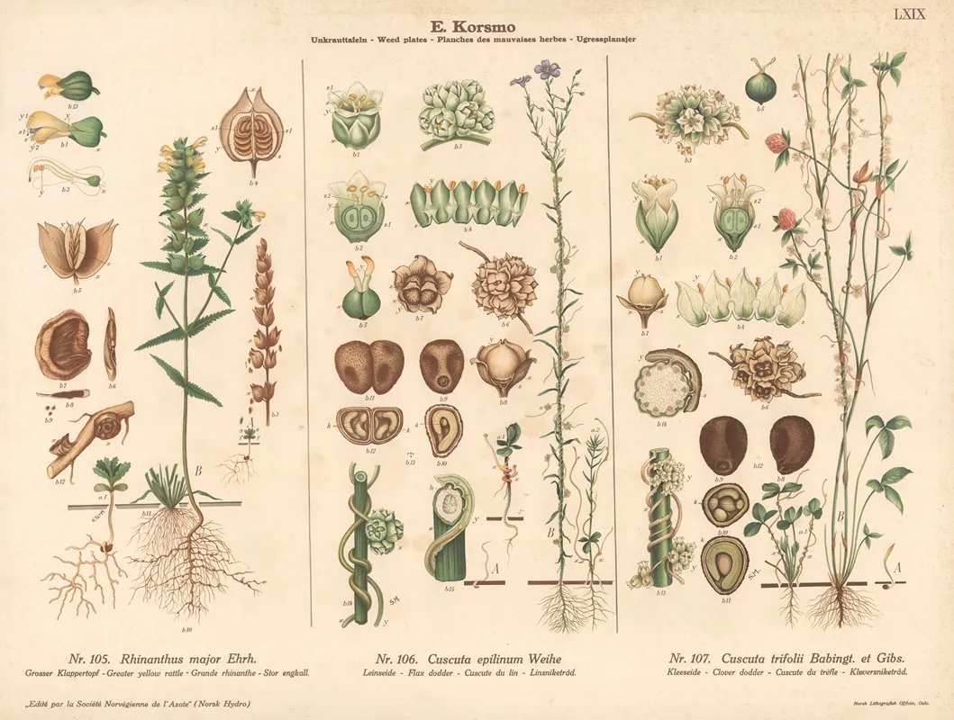 Greater Yellow Rattle Flax Doder Clover Dodder by Knut Quelprud - Canvas Print