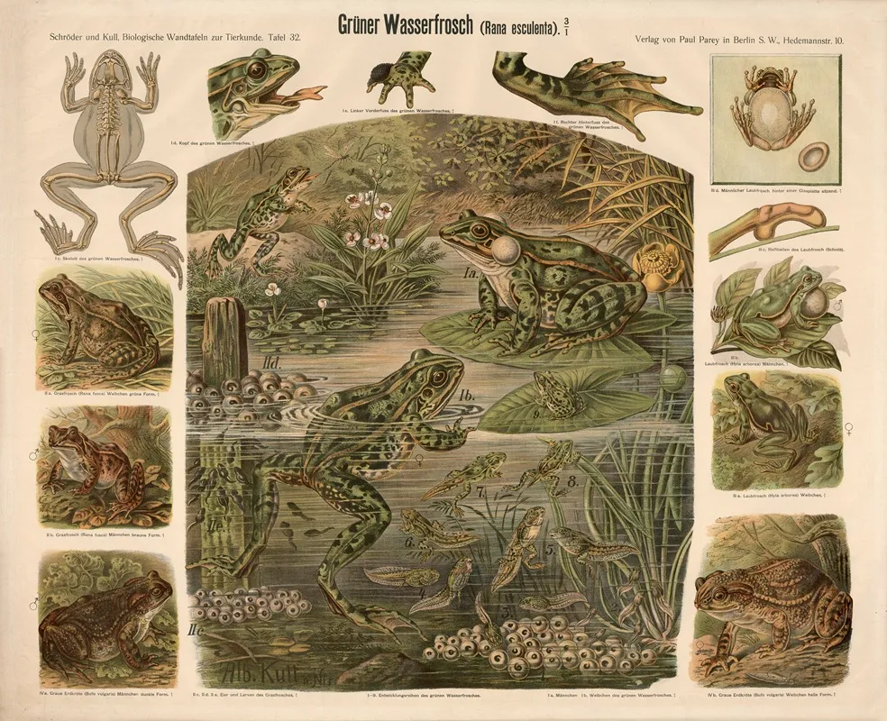 Green Frog Rana Esculenta by Albert Kull - Canvas Print