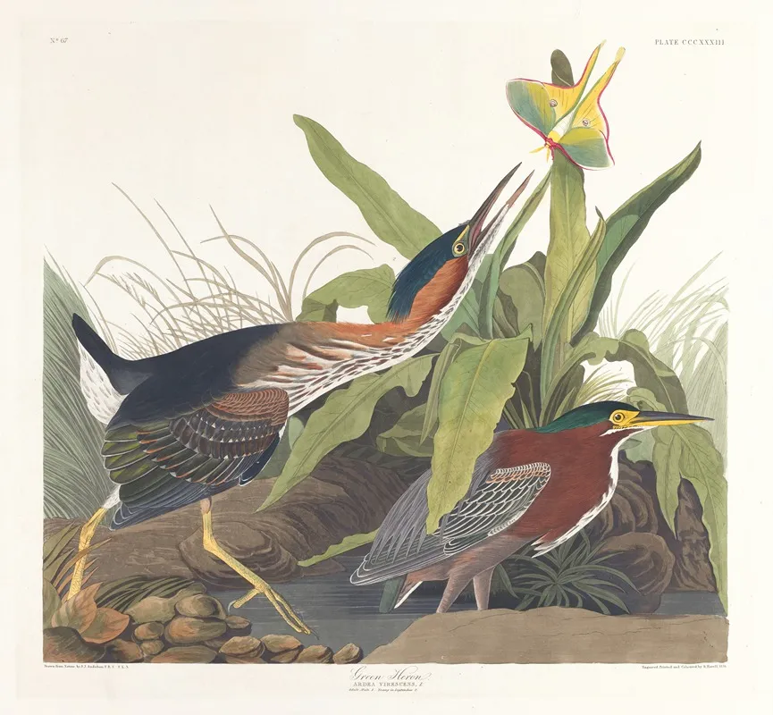 Green Heron 3 by John James Audubon - Canvas Print