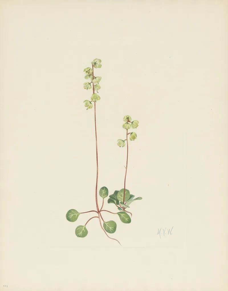 Green Pyrola Pyrola Chlorantha 3