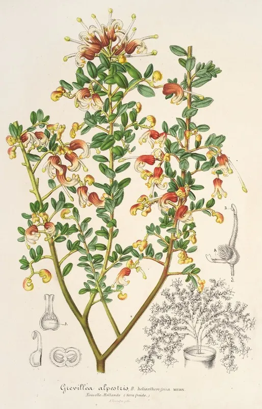 Grevillea Alpestris
