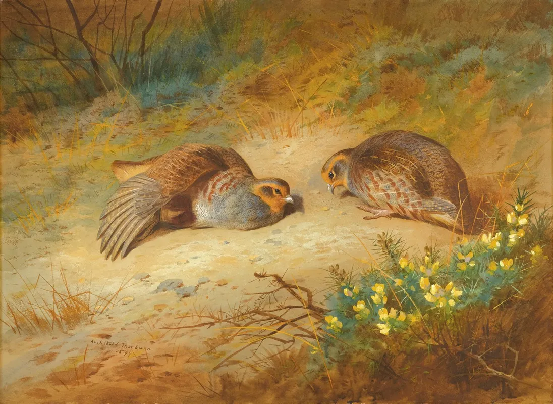 Grey Partridge 2 by Archibald Thorburn - Canvas Print