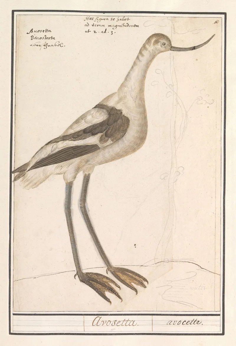 Grijze Snip Limnodromus