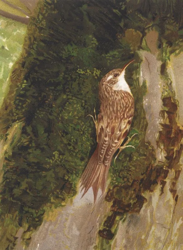 Grimpereau by Léo-Paul Robert - Canvas Print