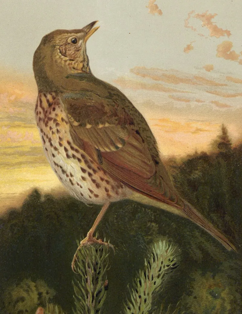 Grive Musicienne by Léo-Paul Robert - Canvas Print