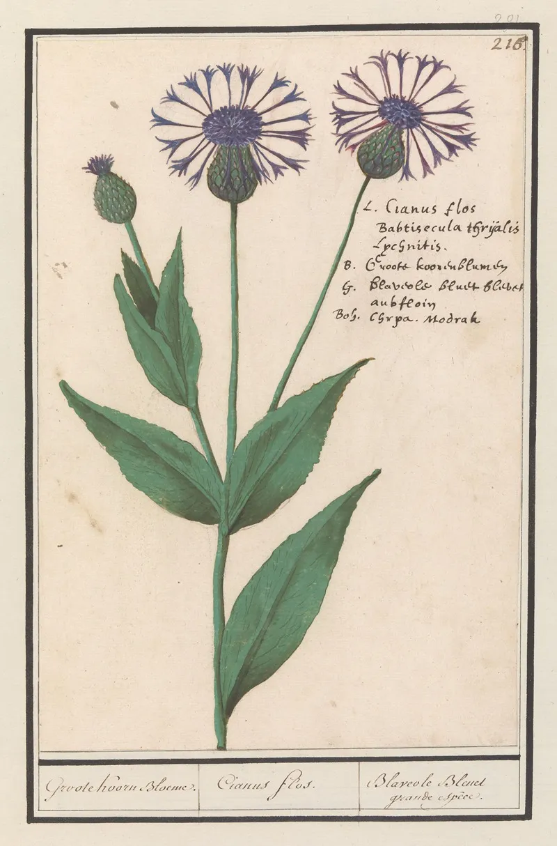 Grote Centaurie Centaurea Scabiosa