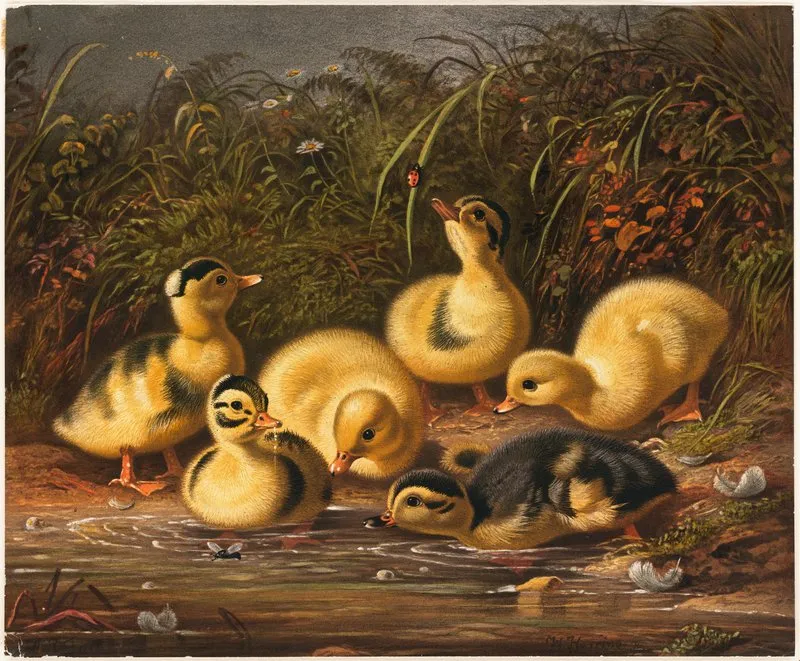 Group Of Ducklings