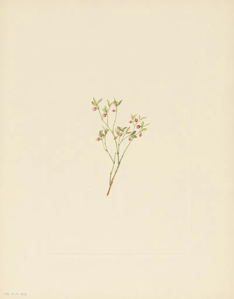Grouse Whortleberry Flower Vaccinium Scoparium 2