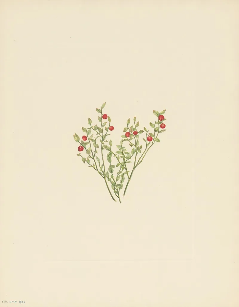 Grouse Whortleberry Fruit Vaccinium Scoparium 2