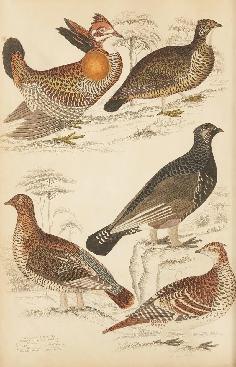 Grouse by William MacGillivray - Canvas Print